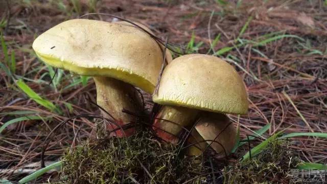 十大外围足球平台app